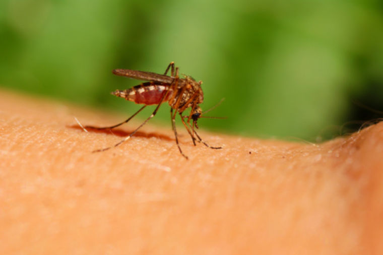 Zaražen seksualnim putem: Zika virus ne prenose samo komarci
