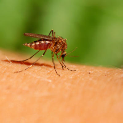 U Srbiji pronađeni komarci zaraženi virusom zapadnog Nila!