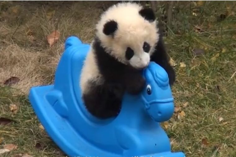 Sva su deca ista s igračkama: Beba pande na plastičnom poniju (VIDEO)