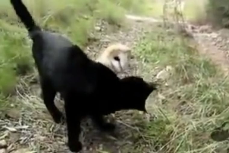 Nerazdvojni: Neobično prijateljstvo mačke i sove (VIDEO)