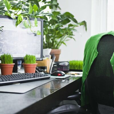 Kako da negujete biljke u kancelariji: 4 praktična saveta!