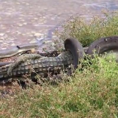 Kada zmija proguta krokodila (VIDEO)