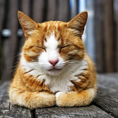 Zašto vas mačka gleda u oči i trepće: 10 zanimljivosti o životinjama koje niste znali!