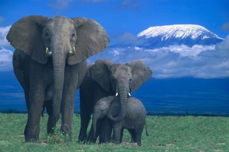 Slonovi proučavaju ljude: Inteligentno razlikuju muške, ženske i dečije glasove