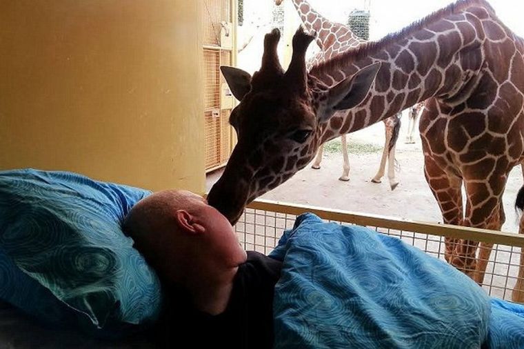 Srceparajuće: Žirafa se poljupcem pozdravila od radnika koji umire od raka (FOTO)