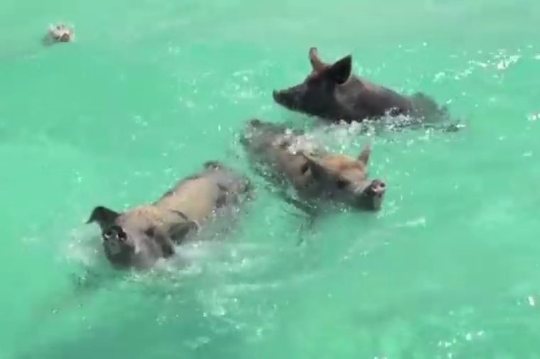 I svinje idu na letovanje: Pogledajte kupanje i uživanciju na Bahamima! (VIDEO)
