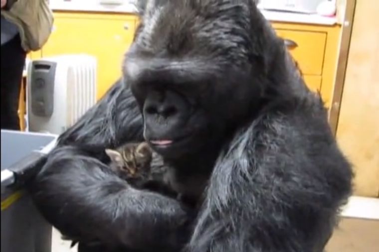 Za nju ne postoji razlika: Kada gorila postane mama mačićima (VIDEO)