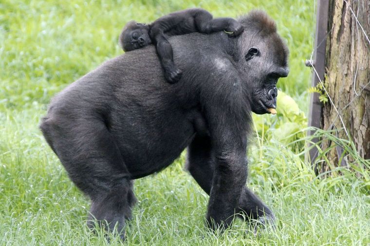 Promišljene: Šimpanze napravile merdevine i pobegle iz zoo vrta!