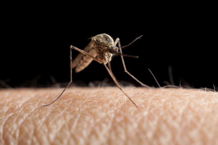 Najopasnije biće na zemlji je komarac: Godišnje zbog njega 725.000 ljudi izgubi život!