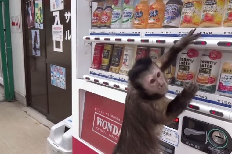 Nećete verovati svojim očima: Majmun kupuje sok iz automata! (VIDEO)