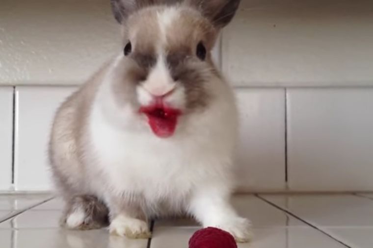Našminkani zeka: Ovo slatko stvorenje će vas oduševiti! (VIDEO)