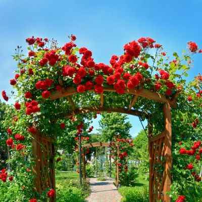 Da vaša bašta bude najlepša u kraju: 5 saveta za magični vrt pun ruža! (VIDEO)
