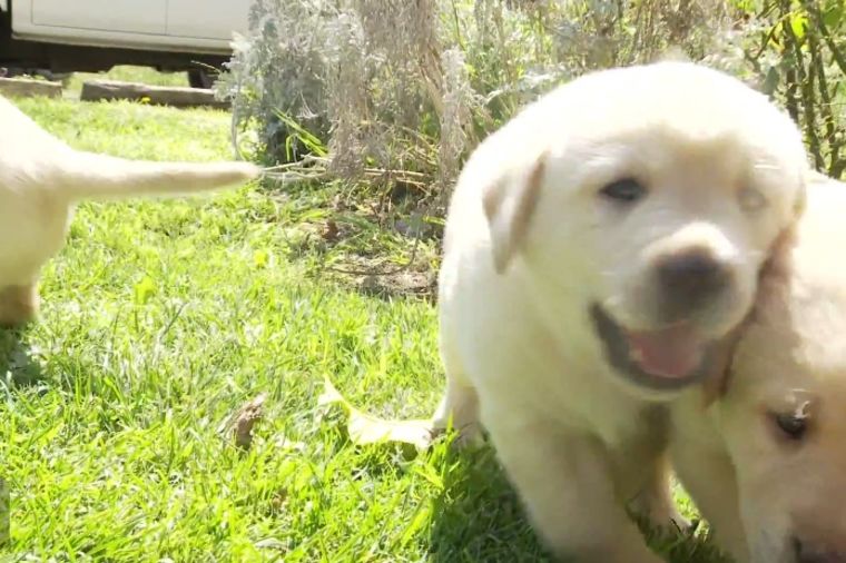 Oni su trapavi i preslatki: Neodoljiva jurnjava štenaca labradora! (VIDEO)