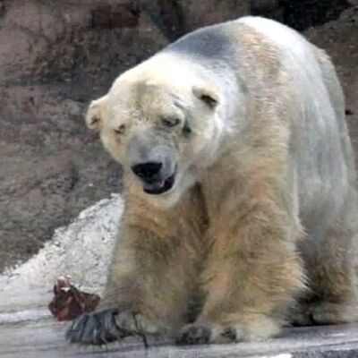 Spas za Artura, najtužniju životinju na svetu: 200.000 potpisalo peticiju za premeštanje