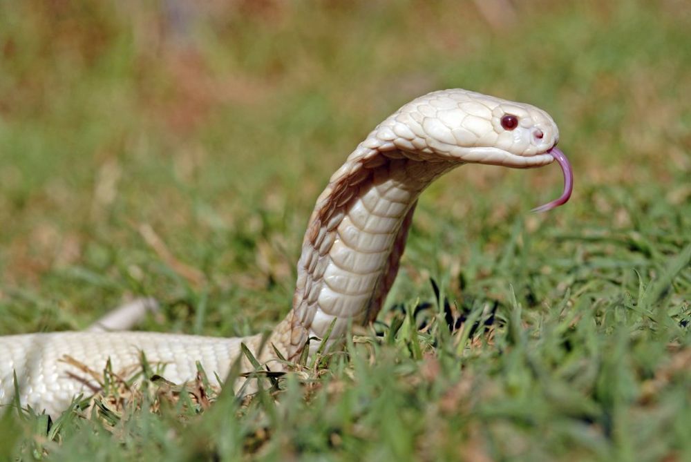 Kobra, Albino