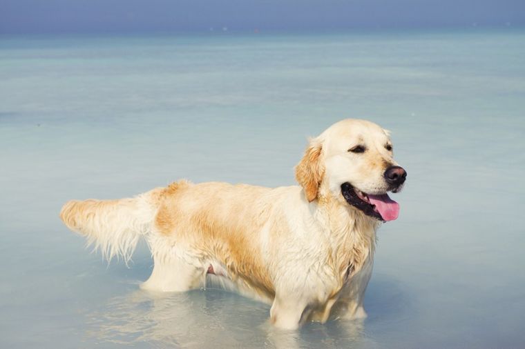 Labrador na letovanju: Da li ste nekad videli psa koji voli plažu više od ovog (VIDEO)