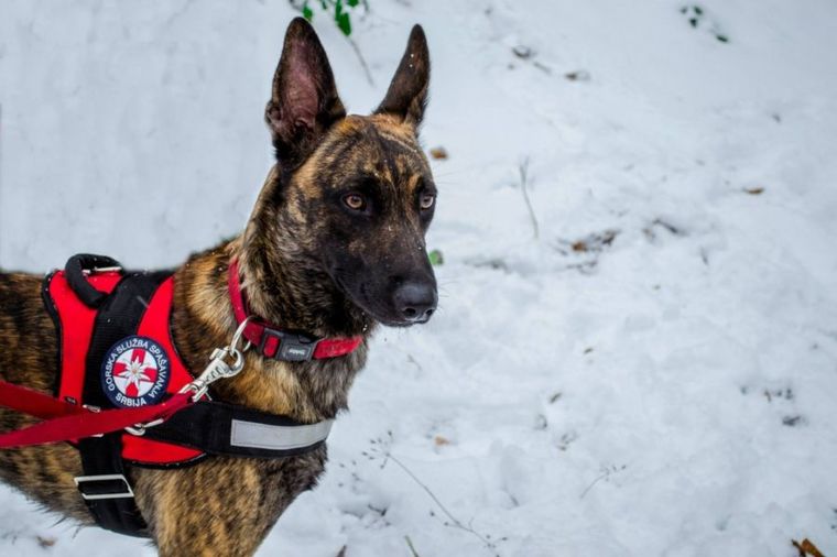 Šiba: Pas spasilac koji je pronašao monahinju u jami (FOTO)