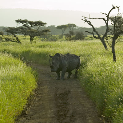 Tužno: Uginuo redak severni beli nosorog, na svetu je ostalo još samo 6 jedinki ove vrste