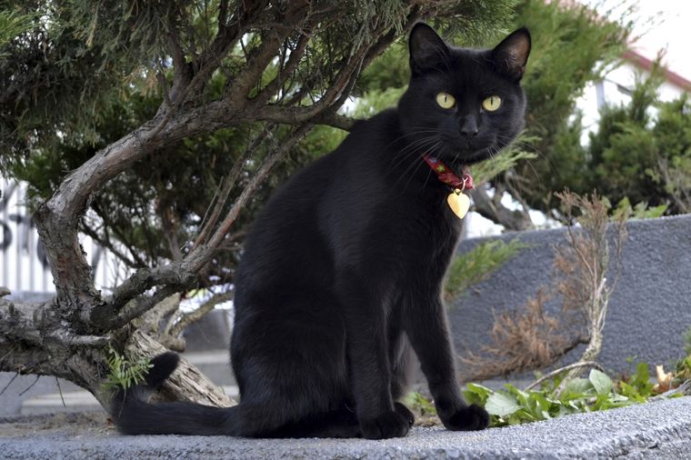 Na udaru satanista: Crne mačke pod zaštitom za Noć veštica