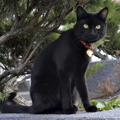 Na udaru satanista: Crne mačke pod zaštitom za Noć veštica