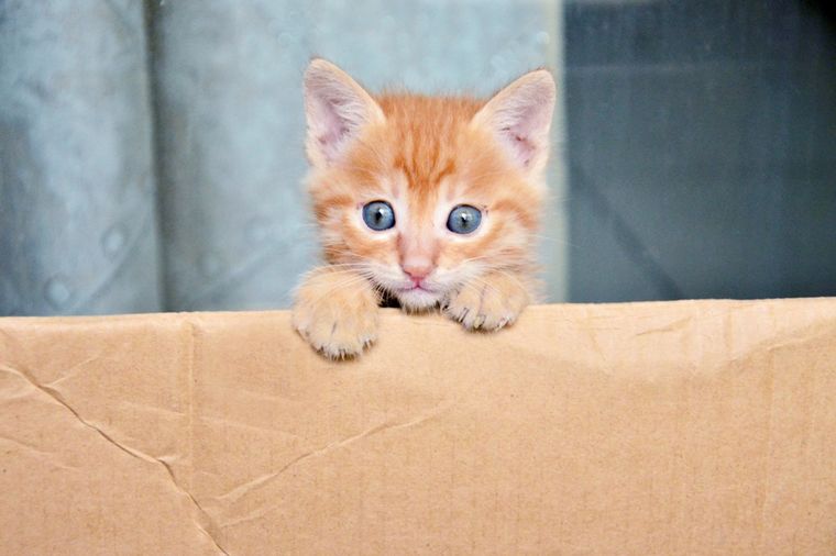 Čudo: Mačka preživela u kutiji 36 dana bez vode i hrane!
