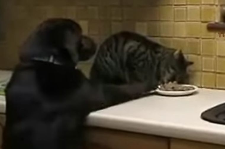 Sve im diraj, samo hranu ne: Neodoljiva borba pasa i mačaka za punu činiju! (VIDEO)