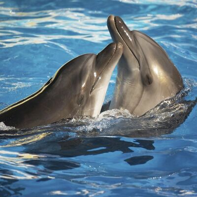 PRIČA KOJA GREJE SRCE I TERA SUZE NA OČI: Kako su kotorski „vitezovi našeg vremena“ vratili malog delfina roditeljima!