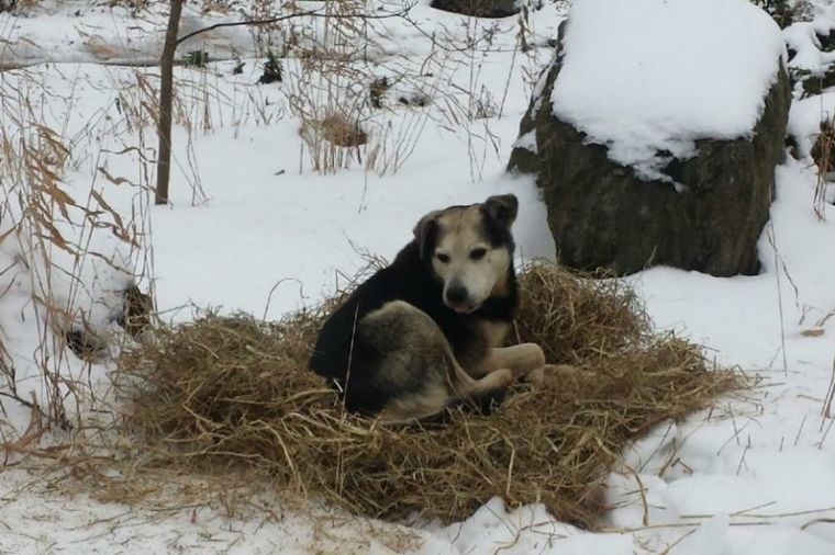 Spavala sa psom lutalicom u parku da ne bi uginuo od hladnoće: Sada je dobio drugu šansu! (FOTO)