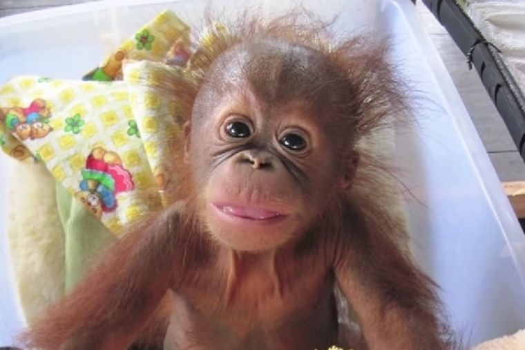 Tretiraju ga kao bebu: Majmunče nosi pelene i pije mleko iz flašice! (VIDEO)