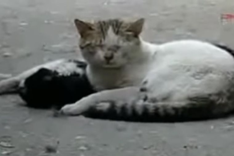 Hajde, druže, vrati se: Očajnička borba mačke da oživi prijatelja rasplakala je svet! (VIDEO)