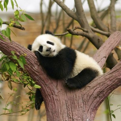 Najlepše vesti stigle iz Kine: Populacija pandi u porastu!