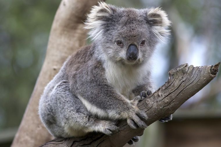 Šokantan potez vlasti Australije: Ubili 700 koala jer nisu imale šta da jedu!