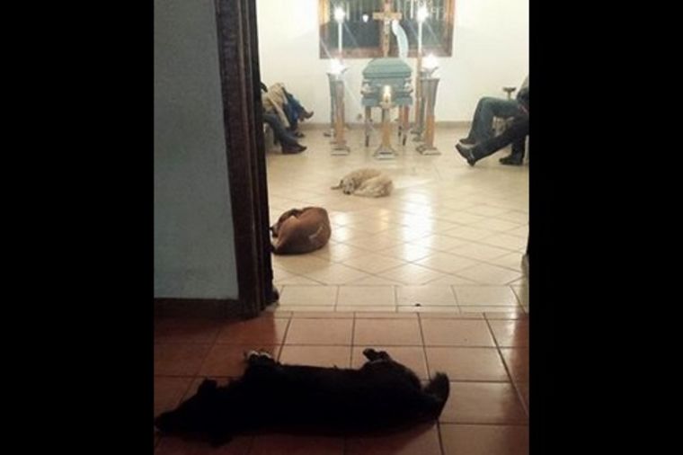 Vernost bez granica: Psi lutalice došli na sahranu ženi koja ih je hranila! (FOTO)