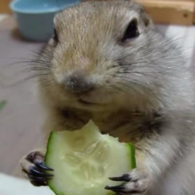 I veverica zna šta je zdravo: Kako slatko gricka krastavčić! (VIDEO)