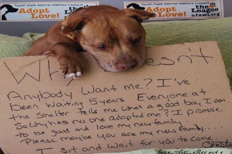 5 godina čekao da ga neko usvoji: Pas koji je rasplakao svet sada ima novi život! (FOTO)