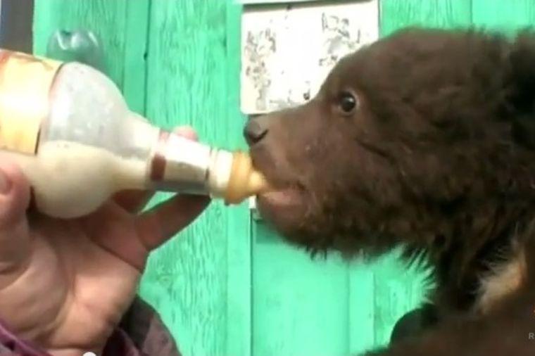 Medvediću lovci ubili majku: Dom pronašao u jednoj ruskoj porodici! (VIDEO)