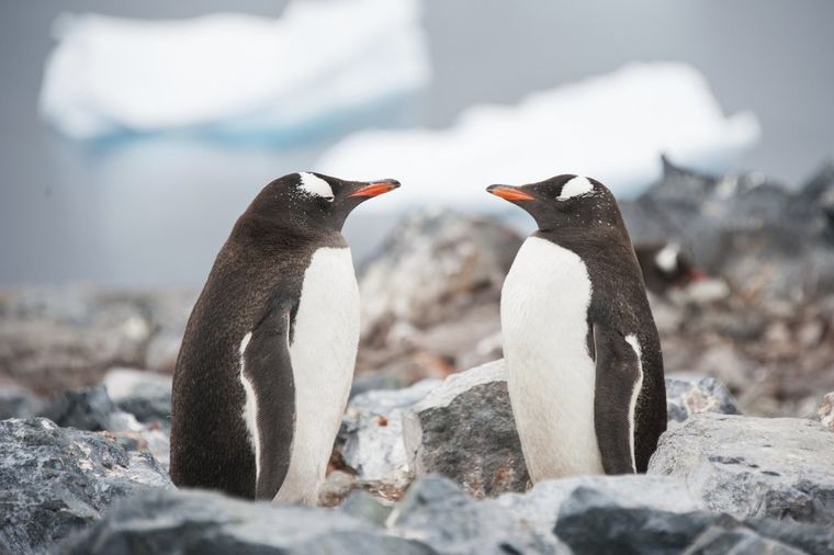 Dan pingvina: Najneverovatnija živa stvorenja na zemlji!