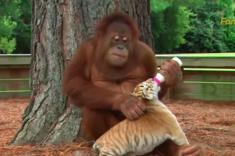 Ljubav ne poznaje granice i rase: Dobroćudni orangutan odgaja tigrove! (VIDEO)