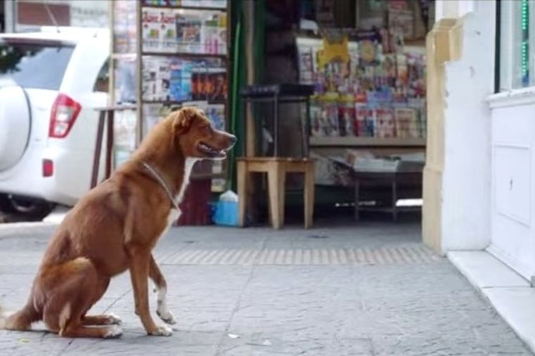 90 srceparajućih sekundi: Pas verno čeka, dok se deda bori za život! (VIDEO)