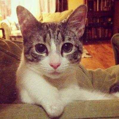 Mačka koja inspiriše svet: Njena tužna priča će vas naučiti ozbiljnoj lekciji!