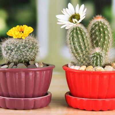 Kako pravilno odgajati kaktus: Najlepša dekorativna biljka!