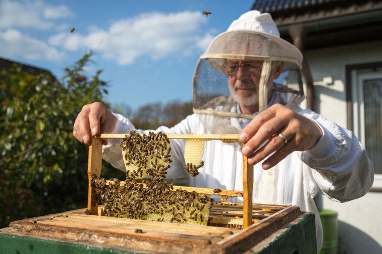 Po receptu starog pčelara: Najefikasniji lek za ujed insekata!