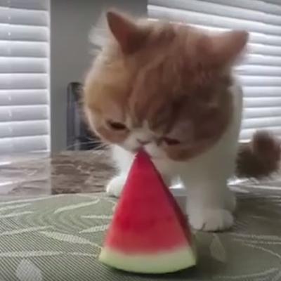 I njima treba osveženje: Mace navalile na lubenicu! (VIDEO)