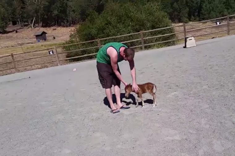 Poni umislio da je pas: Video koji će vas nasmejati do suza! (VIDEO)