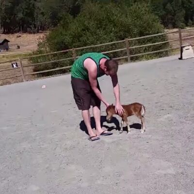 Poni umislio da je pas: Video koji će vas nasmejati do suza! (VIDEO)