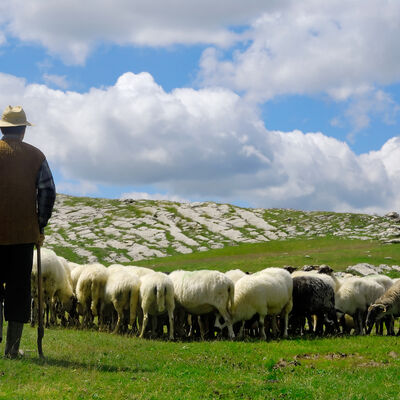 Kako je pastir izgubio najboljeg prijatelja: Nećete ostati ravnodušni!