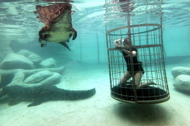Plivanje sa krokodilima: Zašto turisti iz celog sveta žele da posete Južnu Afriku! (FOTO)