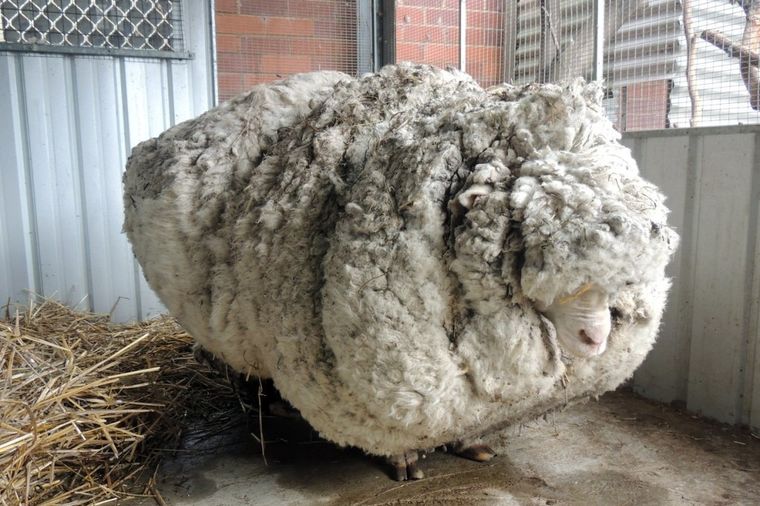 Našli izgubljenu ovcu i ošišali je prvi put: Skinuli 40 kilograma vune! (FOTO)