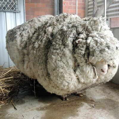 Našli izgubljenu ovcu i ošišali je prvi put: Skinuli 40 kilograma vune! (FOTO)