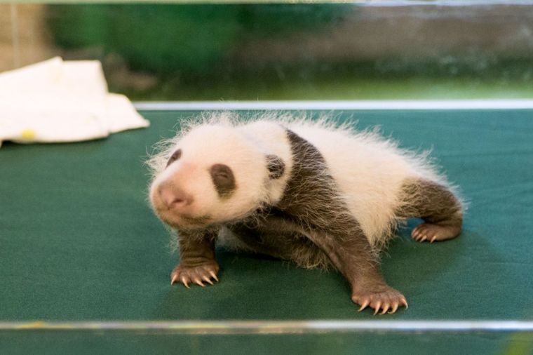 Može da stane u ljudsku šaku: Zašto je mladunče pande tako sitno?